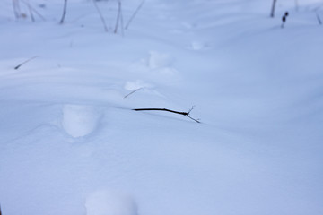 Fototapeta na wymiar animal tracks in the snow in the winter forest