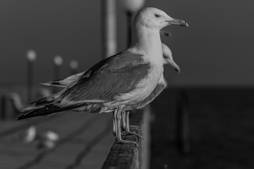 The Caspian gull (Larus cachinnans) is a large gull and a member of the herring and lesser black-backed gull complex.