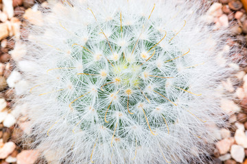 textured of Cactus thorns plant. cactus needle background. 