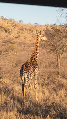 giraffe walking in the savannah