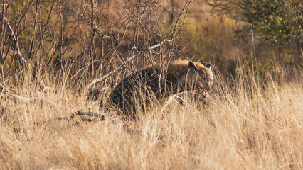 Obraz na płótnie Canvas hyiena in the savannah