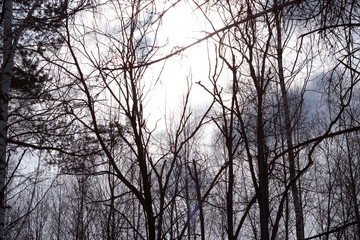 Fototapeta na wymiar winter birch forest in fresh snow on a Sunny day