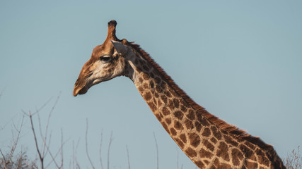 giraffe in the wild