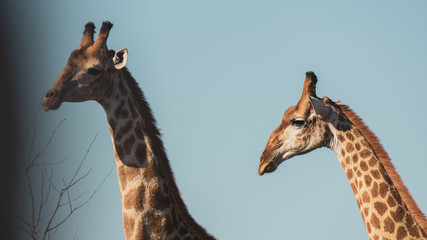 portrait of two giraffes