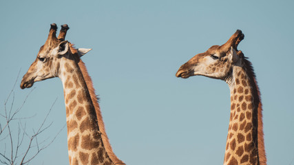 Giraffes in the savannah