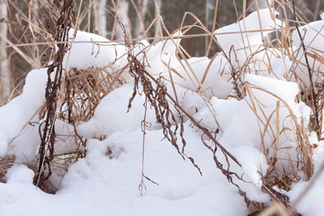 dry grass on the field under the snow