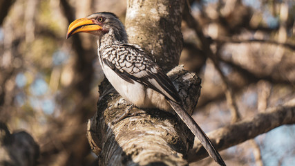 Yellow beak hornbill