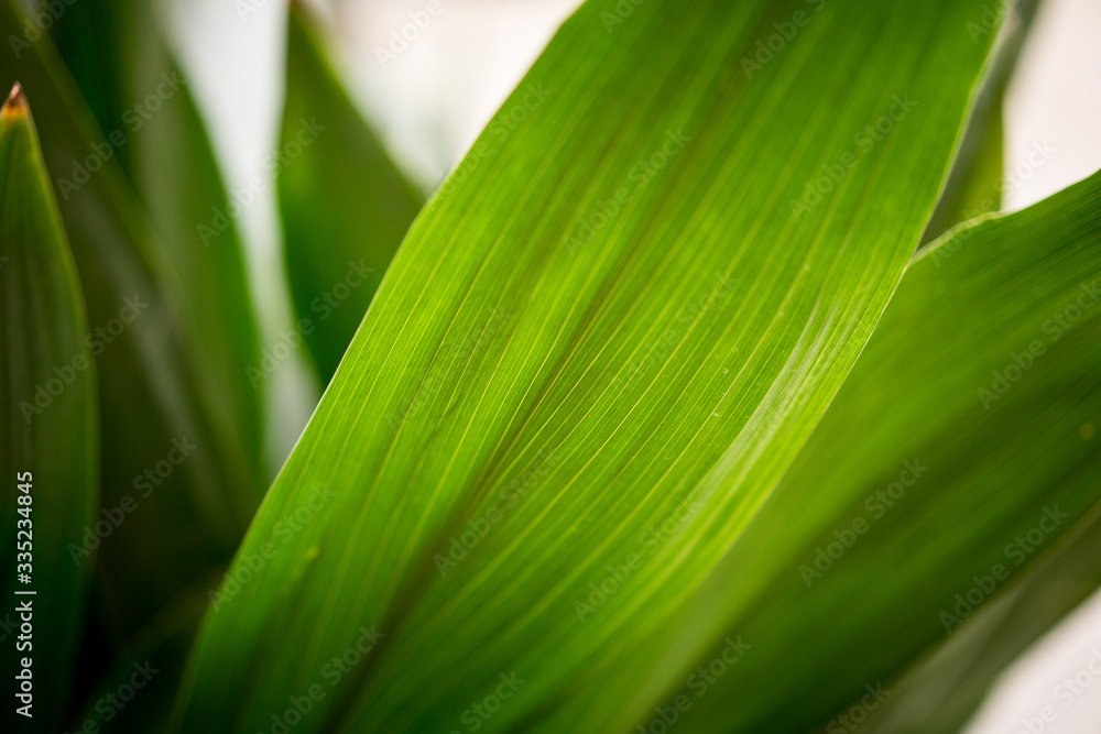 Wall mural close up of green leaves