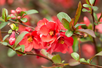 Beautiful pink and red henomeles flowers. Shrub without leaves blooms in early spring. Delicate petals and yellow stamens and pistils with nectar. Greeting card or bouquet. Symbol of awakening nature