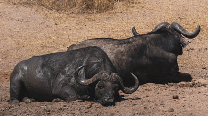Obraz premium Buffalos in Kruger national park South Africa