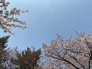 almond tree blossom