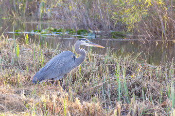 great blue heron looking for a fish