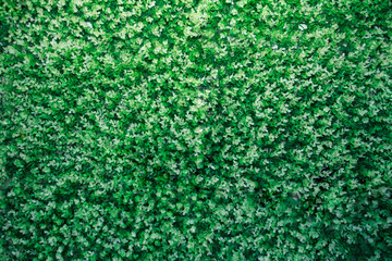 abstract green background texture grass