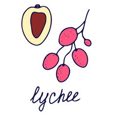 Hand drawn vector isolated food icon. Color fill illustration of tropical lychee fruit. Leeches icon. 
