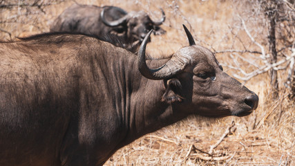 Buffalos in Kruger national park  South Africa