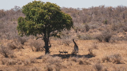 Naklejka na ściany i meble Tree and animal landscape in south Africa 