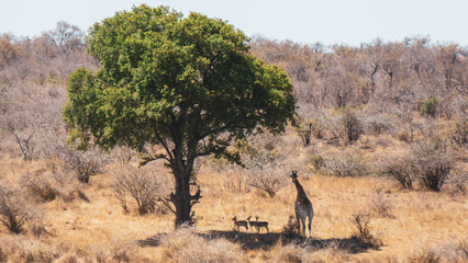 Tree and animal landscape in south Africa 