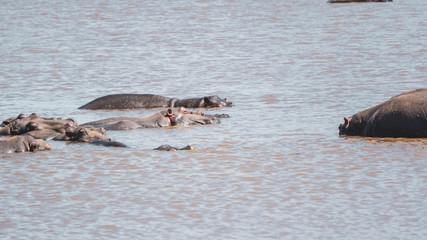 hippopotamus in the water