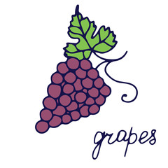 Hand drawn vector isolated food icon. Color fill illustration of  fruit. Grape icon. 