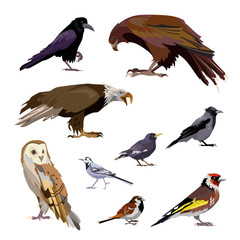 Well-known birds set. Collection of city and wild birds. Can be used for topics like ornithology, zoo, nature