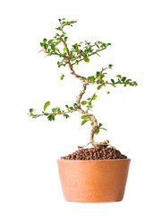 Small decorative tree on white background, Small bonsai tree in pot.