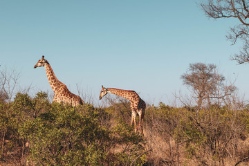 giraffe walking in the savannah