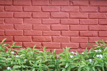 red brick wall and green grass soft focus background