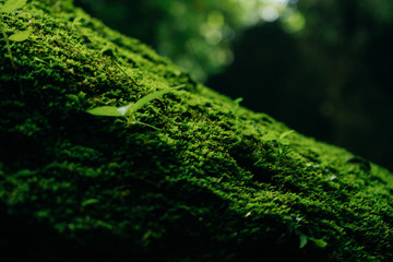 Texture of green moss and leaves on stone background