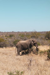 Fototapeta premium elephants in the wild