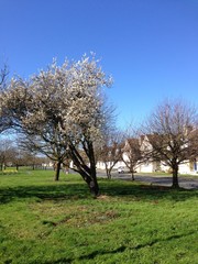 A tree in waterford- Ireland 