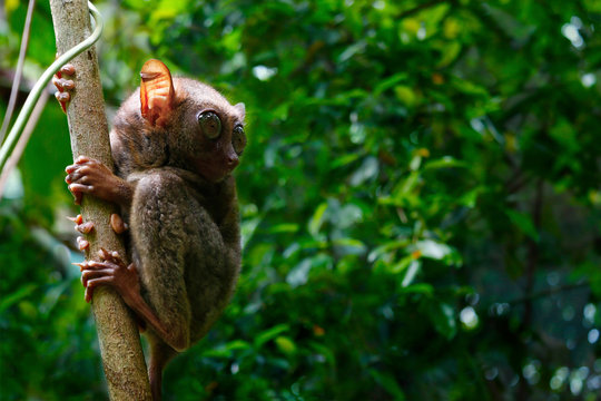 tarsier monkey in the rainforest of bohol in Philippines 