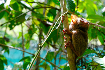 tarsier monkey in the rainforest of bohol in Philippines 