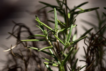 un rametto  di rosmarino con la luce giusta