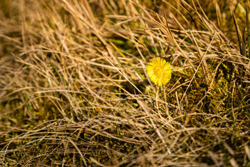 Medicinal wild herb coltsfoot - Farfara Tussilago plant growing in the meadow - single yellow blossom