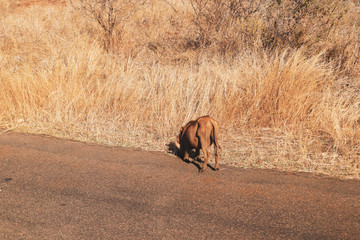 Fototapeta na wymiar Warthogs in South Africa