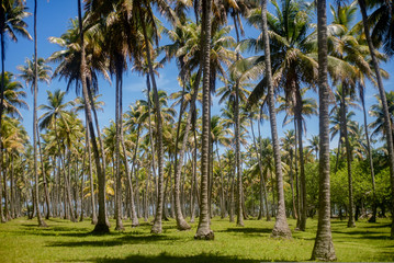 Obraz premium palm trees on the beach