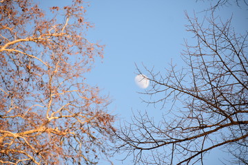 Branches with and without leaves covering the moon in the daytime in Berlin Germany