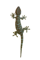 Naklejka premium lizard on white background gecko 