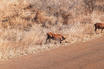 Warthogs in South Africa