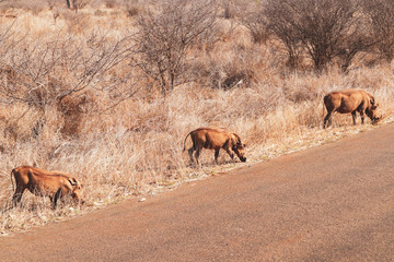 Naklejka na ściany i meble Warthogs in South Africa