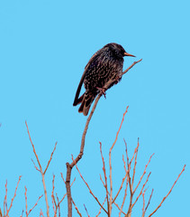 Starling.