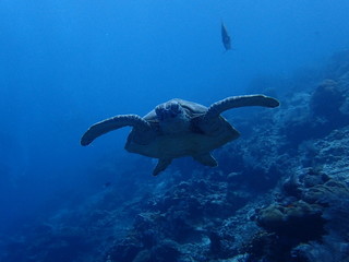 海を泳ぐ海亀の正面