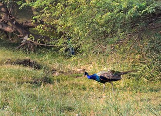 Wild Peacock in the forest