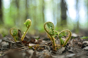 The first spring flowers and shoots.