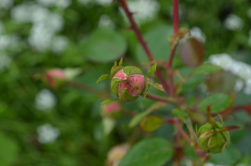 the most beautiful is the ideal flower for many - a rose. high-quality photos for the background, inspiration, contemplation, enjoyment. Use them to create your own unique / content on social networks