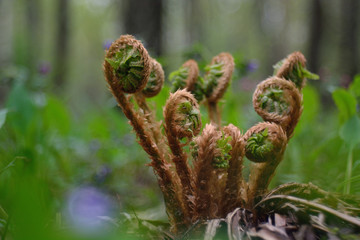 The first spring flowers and shoots.
