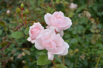 the most beautiful is the ideal flower for many - a rose. high-quality photos for the background, inspiration, contemplation, enjoyment. Use them to create your own unique / content on social networks