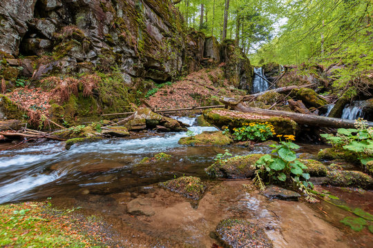 rapid water flow among the forest. trees in fresh green foliage. beautiful nature scenery in spring