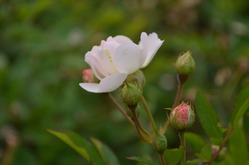 the most beautiful is the ideal flower for many - a rose. high-quality photos for the background, inspiration, contemplation, enjoyment. Use them to create your own unique / content on social networks