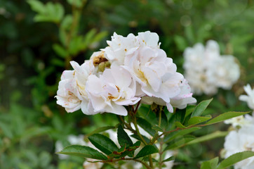 the most beautiful is the ideal flower for many - a rose. high-quality photos for the background, inspiration, contemplation, enjoyment. Use them to create your own unique / content on social networks